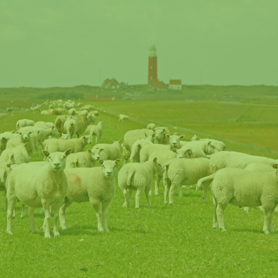 Photo of sheep in a field
