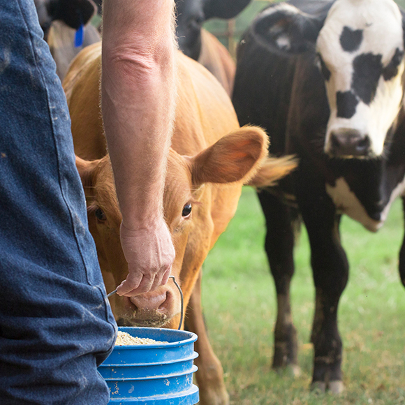 Cows feeding - Agrisure, Farm & Agricultural Insurance