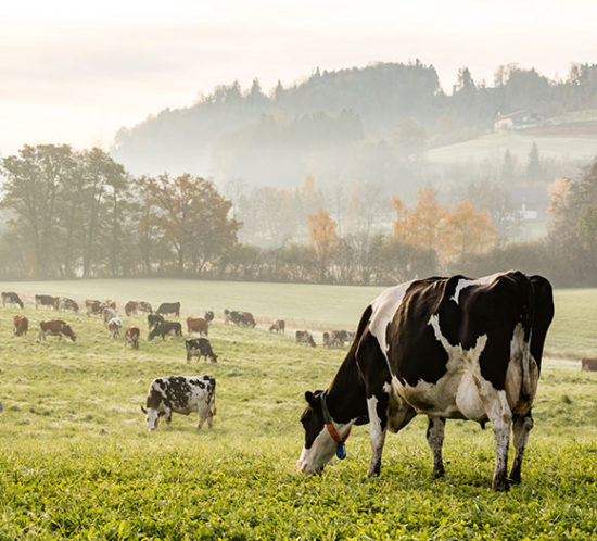 Cows grazing in a field - Agrisure, Farm & Agricultural Insurance